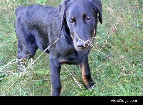 my beauceron puppy Laoghaire at 4.5 months