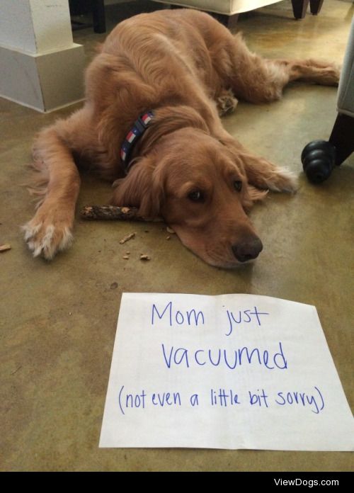 Sorry to put you in a stick-y situation

Mom just vacuumed up…