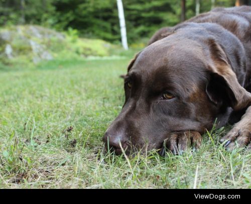 This is my beautiful child, Hershey, she was 10 and recently…