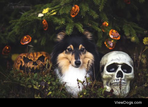 spartathesheltie:



Now it is the time of nightThat the graves…