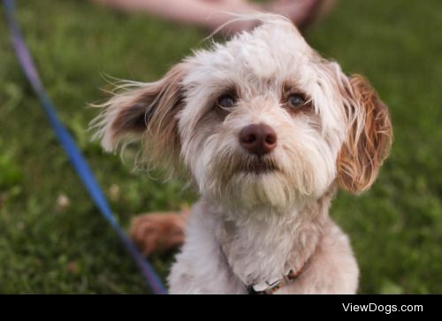 Bilbo, poodle-dachshund mix 