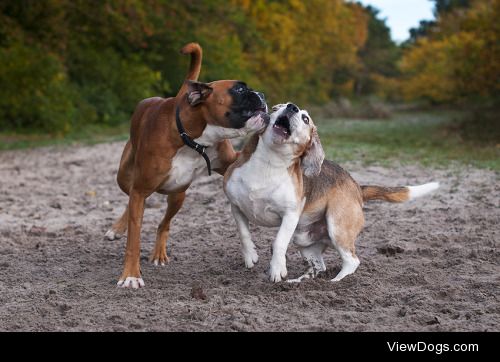 Patrick Reymer | Beagle versus Boxer
