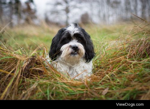 Robert Nyqvist | Dog in the Grass