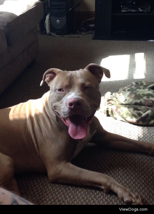 This is my boy Brutus. He’s an American Pitbull, that…
