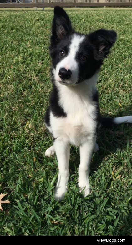 My Border Collie pup named Soul!