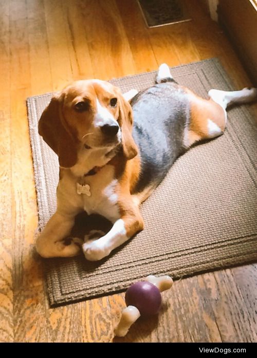 our 10 month old beagle Minnie! she’s SUCH a troublemaker but…