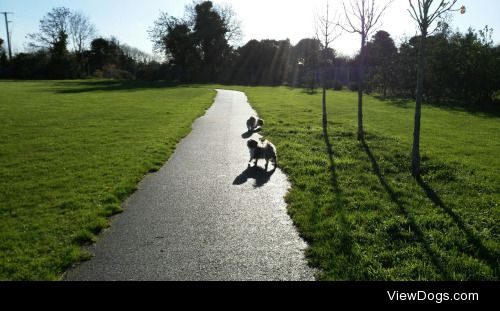 Fudge and Geordi, Geordi is blind and Fudge acts as his guide…