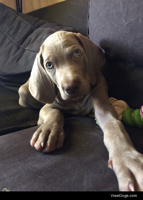 Olivia, our new Weimaraner puppy at 9 weeks old!