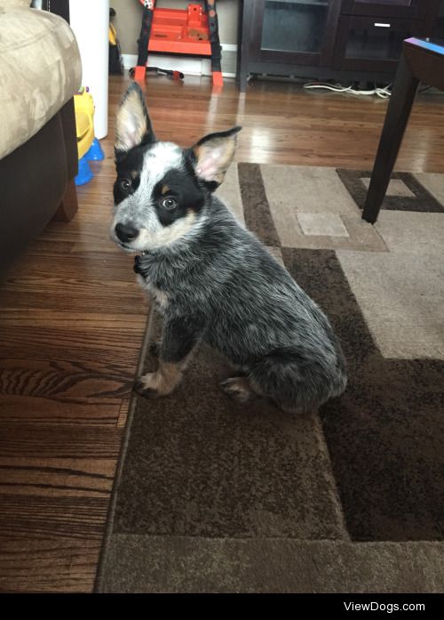 Rocko, the Blue Heeler at 3 months old