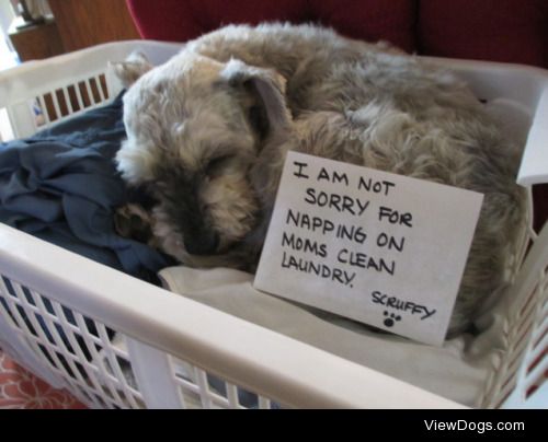 Dirty Dog naps on Clean Clothes

I enjoy napping on my moms…