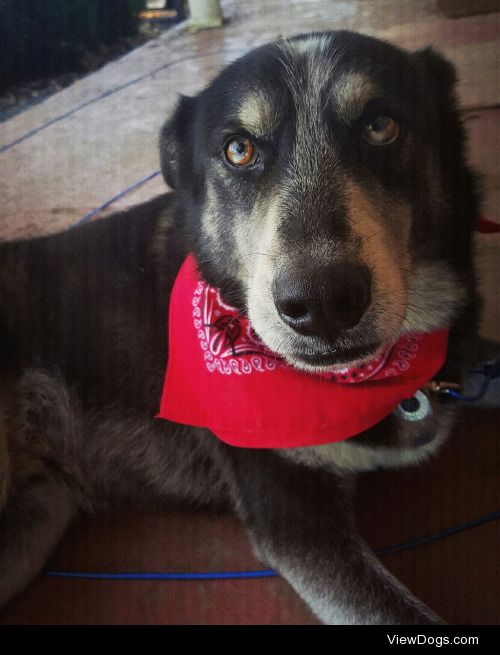 This is Nic, he’s my rescued siberian husky mix