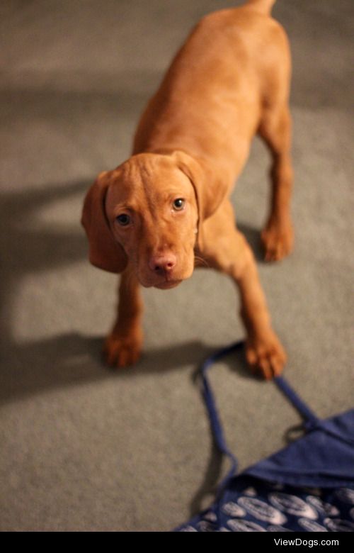 Sophie the Vizsla : “This blanket is mine!”