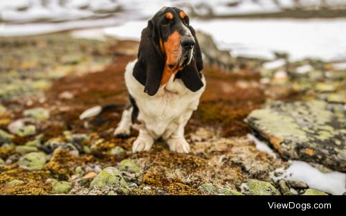 Annette Nordlinder | Cornelius the Regal