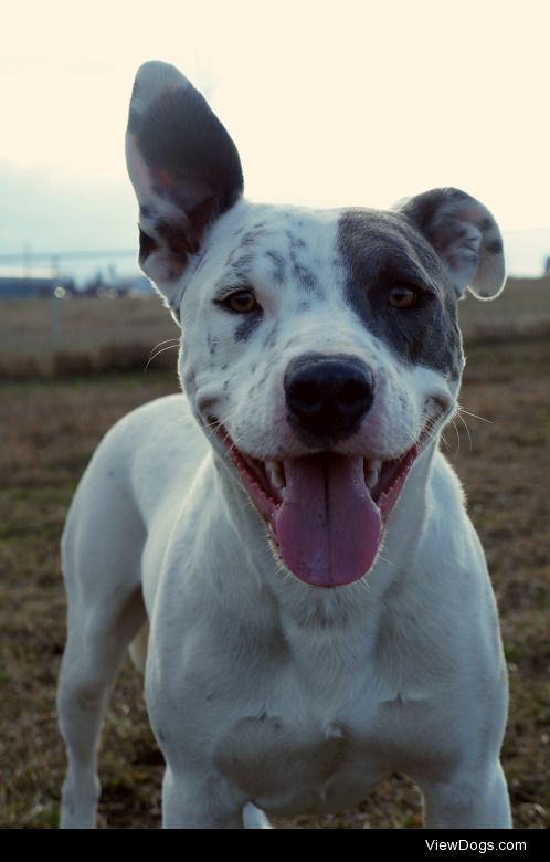 I volunteer at a local animal shelter and take pictures of the…