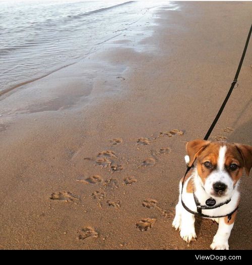 My very handsome Jack Russel pup Cosmo’s first trip to the beach…