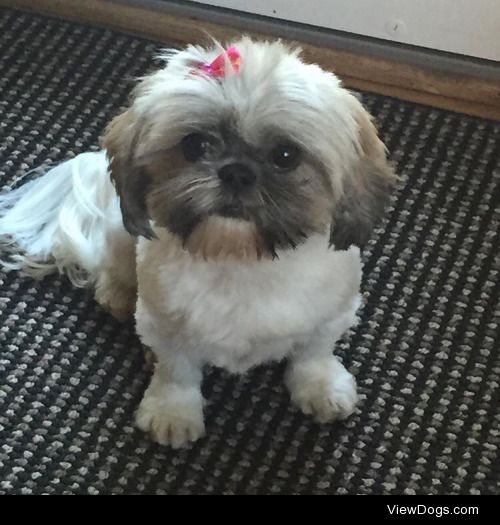 Sadie, my little shih tzu. 5 years old.