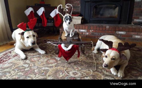 Merry Christmas from Desi, Lucy, and Peanut!