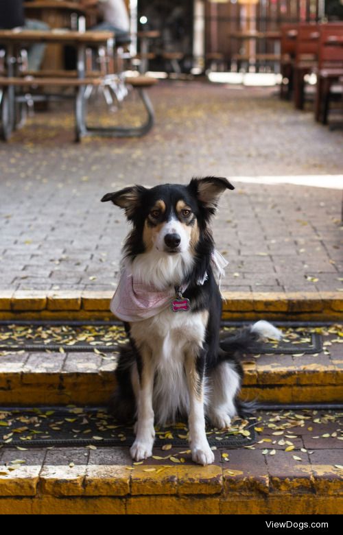 Scout the Irish pub Border Collie dog.