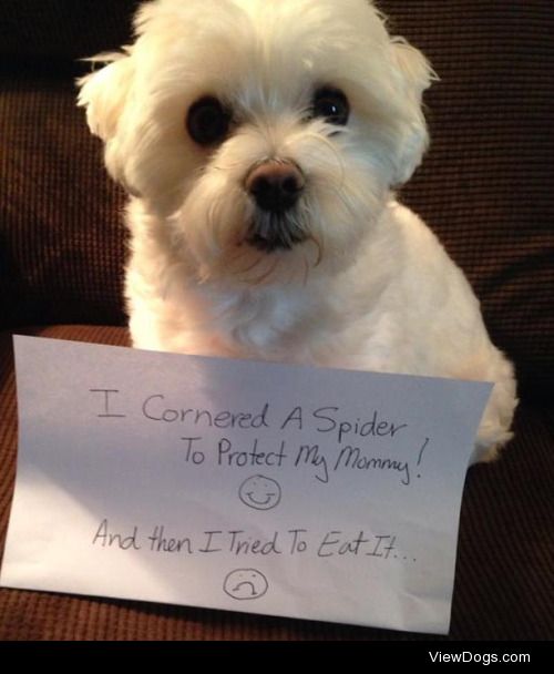 Mommy’s big strong protector

I Cornered a Spider To…