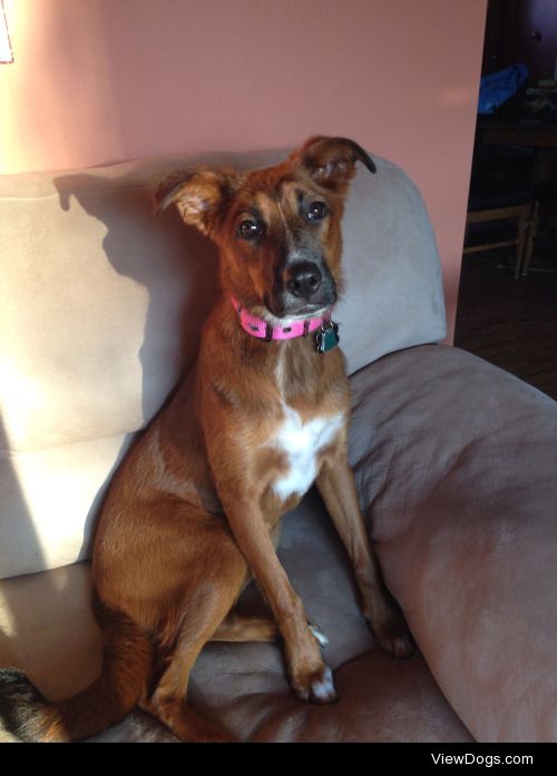 Syrah, my 10 month old red Rhodesian Ridgeback mix. Total…