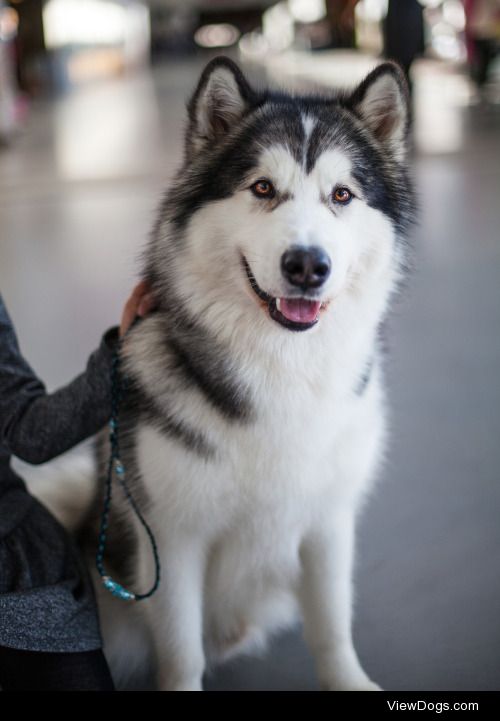 Bluejay photo | Alaskan malamute – European dog show