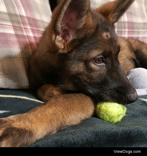 13 week old Czech GSD, Barrett ♡