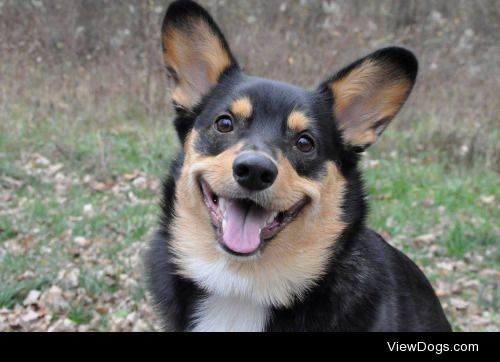 Neville Leo the Pembroke Welsh Corgi out for a stroll in the…