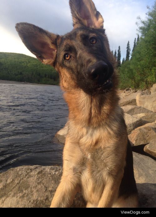 Piper the German Shepherd last summer on our camping trip.