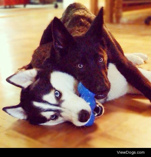 These are my babies: the husky is Tonto (age 4 here) and the…