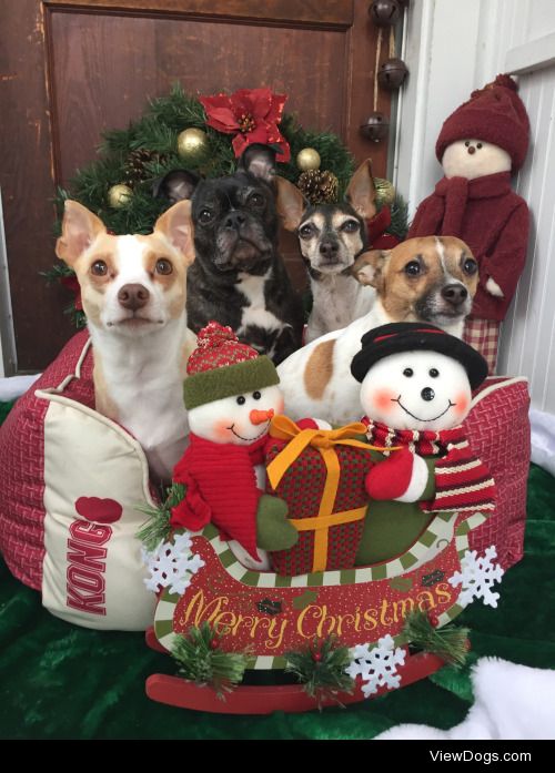 The whole pack wishes a Merry Christmas