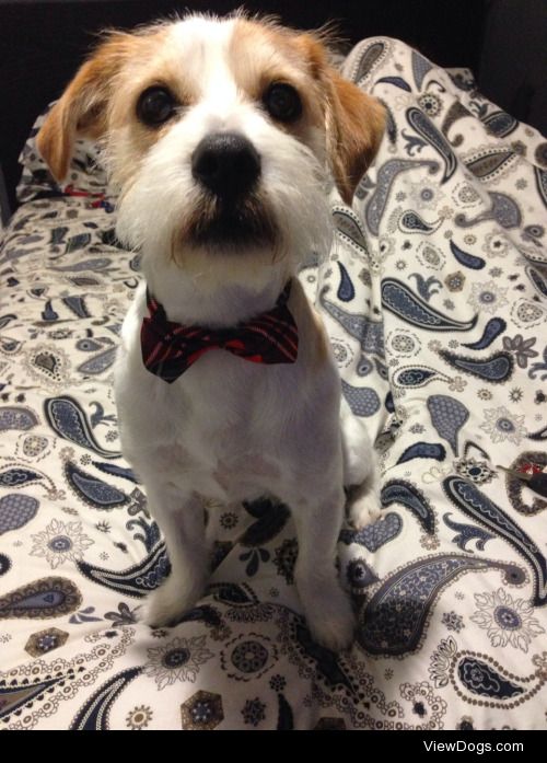 Benson is rather fond of his new bow tie