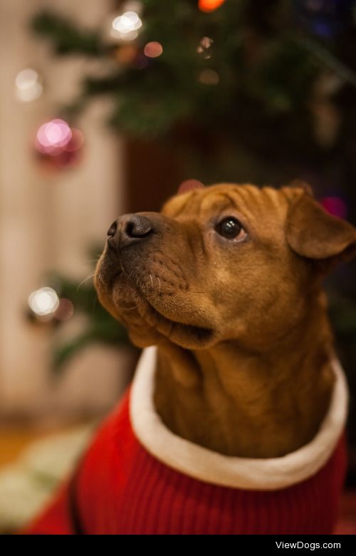 Dominic is all set for Christmas.