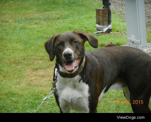 This is Jim, German shorthair/ Boarder collie.Allways…