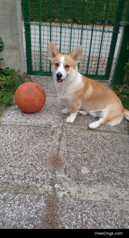 Maverick from Italy, follow me @maverickilcorgi !