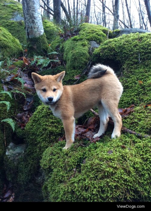 Loke, my 13 weeks old Shiba Inu