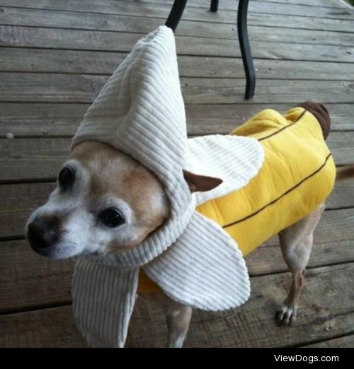 16 year old Peanut celebrating Halloween as a stylish banana.