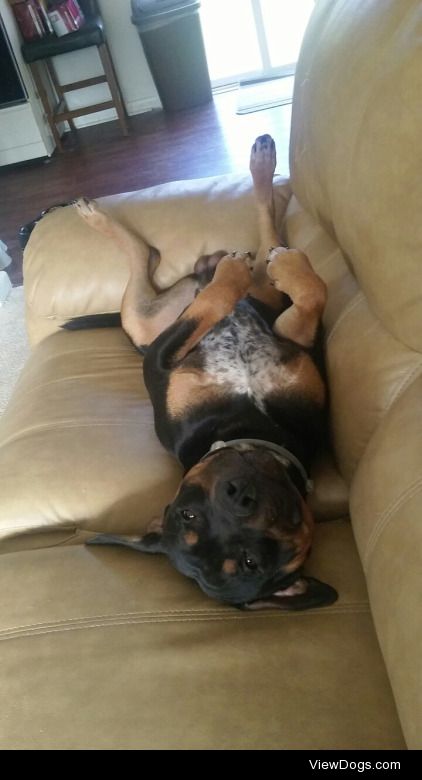 My rot pitt mix thinks he’s cute.