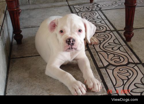 2 month old white boxer