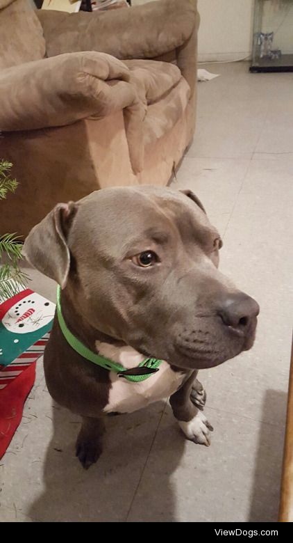 Bullet the blue nose pit bull, just adopete him, he is 3 years…
