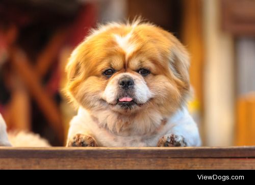 Damien Tachoires | Jiufen dog