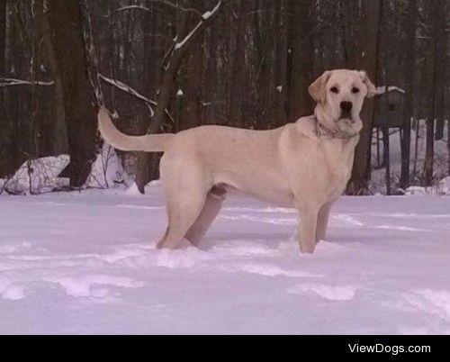 Weatherby enjoying his first snow!