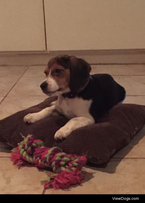 Leo likes to pull the pillow off the couch and lay on it like…