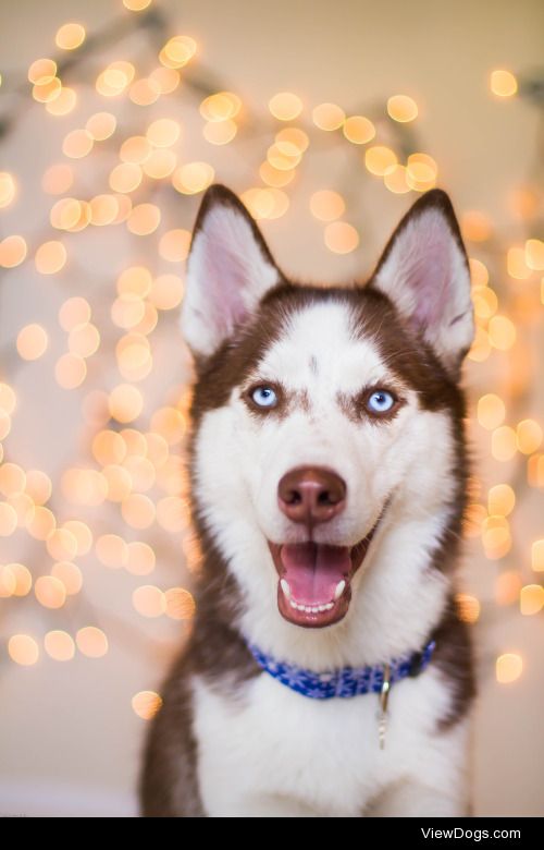 alipynckel:

Happy festive pup!