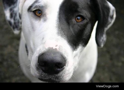 My beautiful dogson, Atlas the Dalmador (aka Dalmatian…