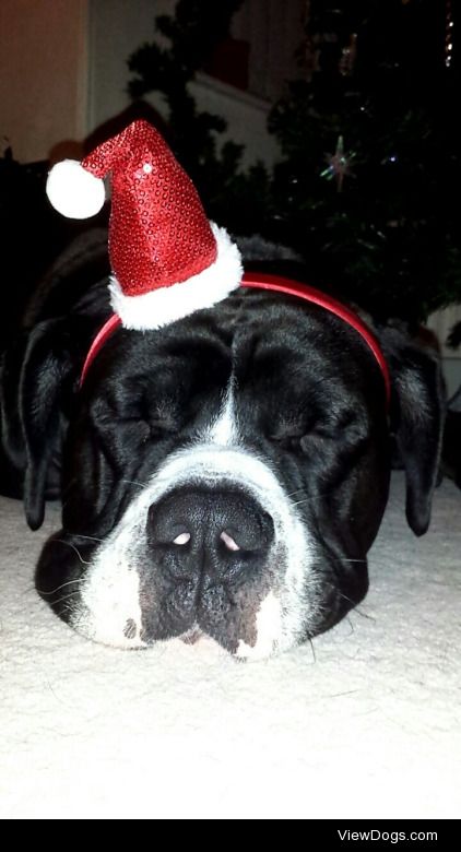 A sleepy festive Winston