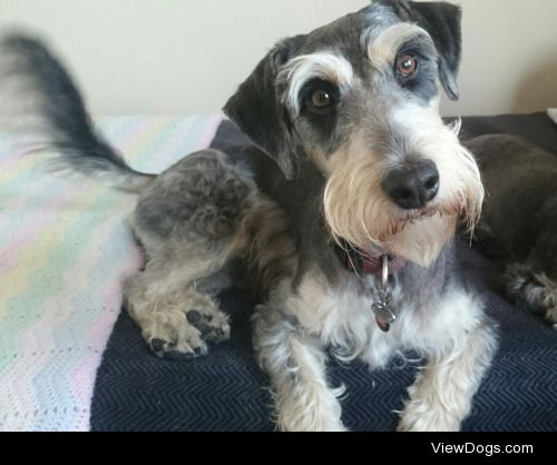 Snap, mixed-breed (we think he has some schnauzer somewhere in…