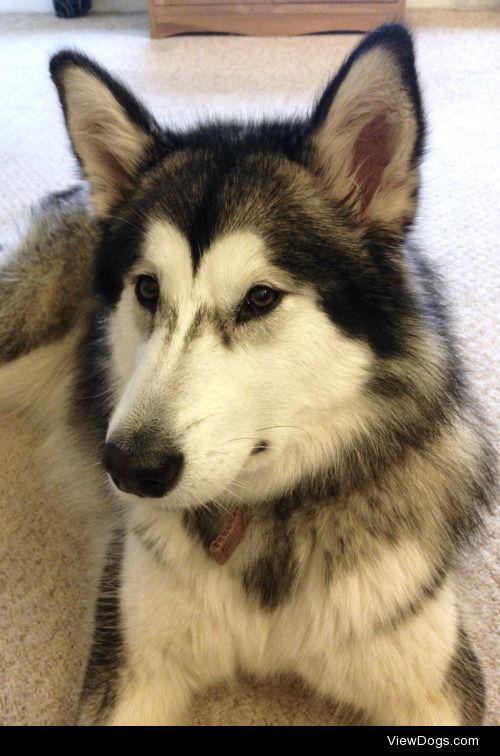 Winter, 1 year old Alaskan malamute. Glasgow, Scotland.