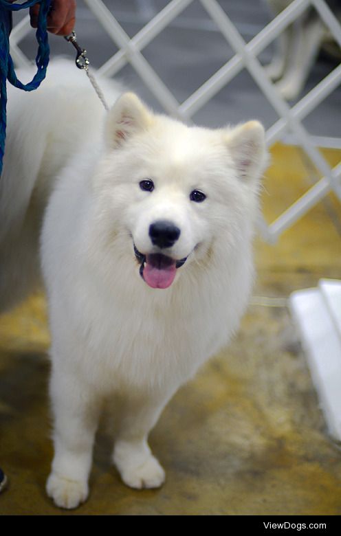 dogsignalfire:

big white fluffies (samoyed, great pyrenees) at…