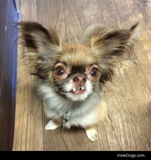Chewbacca is a 6 year old rescue Chihuahua with 7 teeth. People…