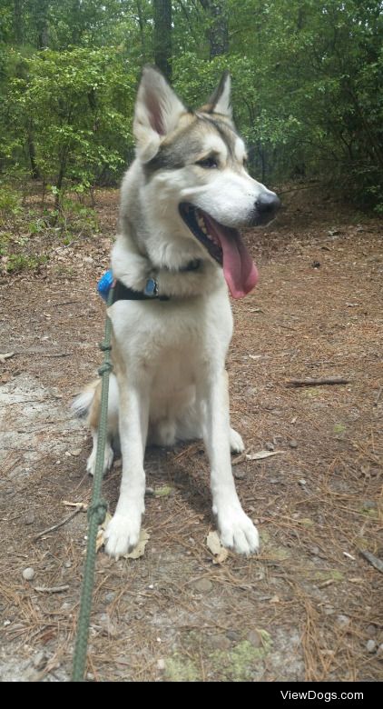This is Crockett, my malamute/wolf mix on a hike at Raven Rock…